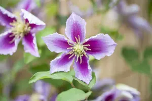 Clematis 'Piilu' - 2 Ltr, single cane - image 2