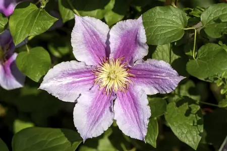 Clematis 'Piilu' - 2 Ltr, single cane - image 3