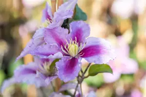 Clematis 'Piilu' - 2 Ltr, single cane - image 5