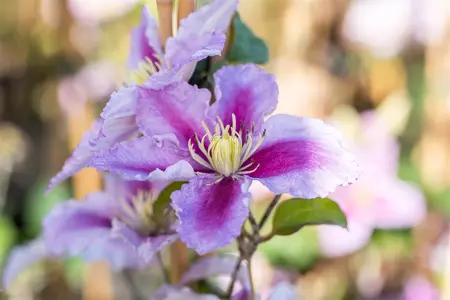 CLEMATIS PIILU  3LD  3 CANES - image 4