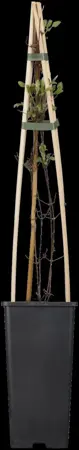 Clematis 'Piilu' - 2 Ltr, single cane - image 4