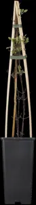 Clematis 'Piilu' - 2 Ltr, single cane - image 4