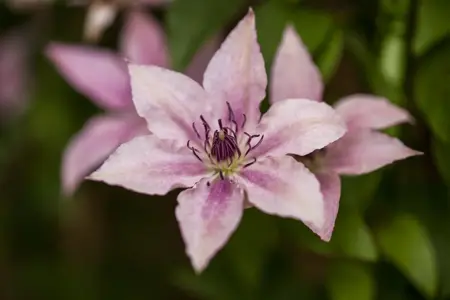 Clematis 'Pink Fantasy' - 2 Ltr, single cane