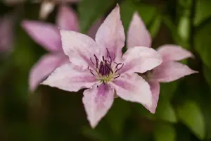Clematis 'Pink Fantasy'