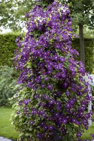 Clematis 'Polish Spirit' - 2 Ltr, 3 canes - image 1