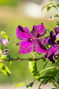 Clematis 'Polish Spirit' - 2 Ltr, 3 canes - image 3