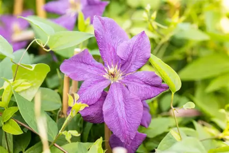 Clematis 'Polish Spirit' - 2 Ltr, 3 canes - image 2