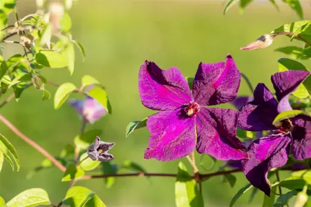 Clematis 'Polish Spirit' - 2 Ltr, 3 canes - image 4