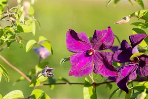 Clematis 'Polish Spirit' - 2 Ltr, 3 canes - image 4