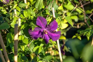 Clematis 'Polish Spirit' - 2 Ltr, 3 canes - image 5