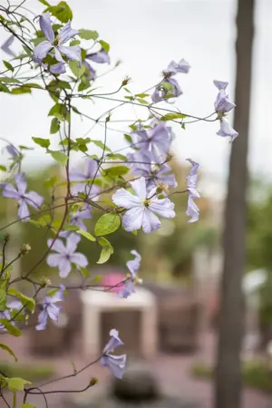 Clematis 'Prince Charles' - 2 Ltr, 4 canes - image 2