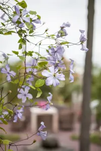 Clematis 'Prince Charles' - 2 Ltr, 4 canes - image 2