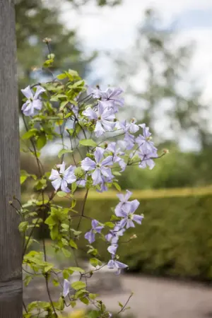 Clematis 'Prince Charles' - 2 Ltr, 4 canes - image 3