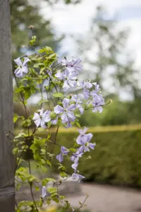 Clematis 'Prince Charles' - 2 Ltr, 4 canes - image 3