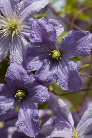 Clematis 'Prince Charles' - 2 Ltr, 4 canes - image 4