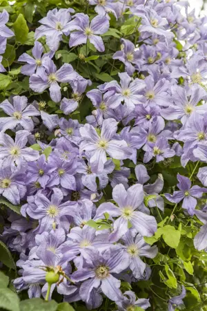 Clematis 'Prince Charles' - 80-100 CM C3 - image 1