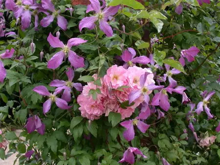 Clematis 'Prince Charles' - 2 Ltr, 4 canes - image 5