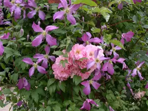 Clematis 'Prince Charles' - 2 Ltr, 4 canes - image 5