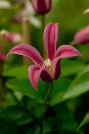 Clematis 'Princess Diana' - 2 Ltr pot - image 2