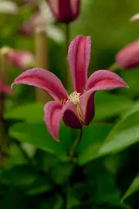 Clematis 'Princess Diana' - 175-200 CM C20 3 CANES - image 5