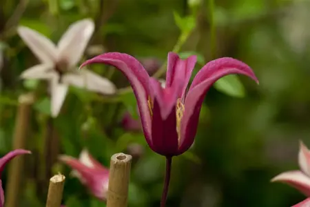 Clematis 'Princess Diana' - 2 Ltr pot - image 3