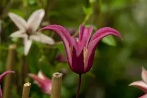 Clematis 'Princess Diana' - 2 Ltr pot - image 3