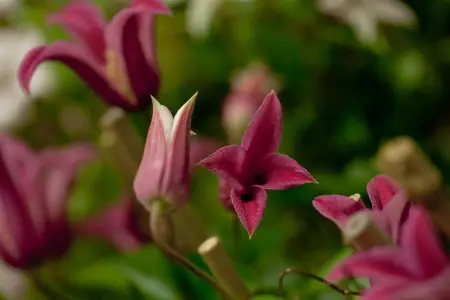 Clematis 'Princess Diana' - 2 Ltr pot - image 4