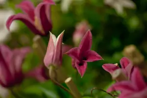 Clematis 'Princess Diana' - 2 Ltr pot - image 4