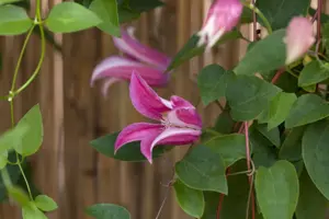 Clematis 'Princess Diana' - 2 Ltr pot - image 5