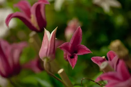 Clematis 'Princess Diana' - 175-200 CM C20 3 CANES - image 3