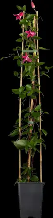 Clematis 'Princess Diana' - 2 Ltr, single cane - image 1