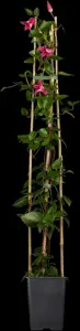 Clematis 'Princess Diana' - 2 Ltr, 4 canes - image 5
