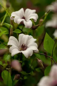 Clematis 'Princess Kate'?