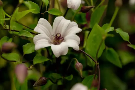 Clematis 'Princess Kate'? - 2 Ltr, single cane - image 2
