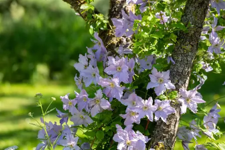Clematis 'Proteus' - 2 Ltr, single cane