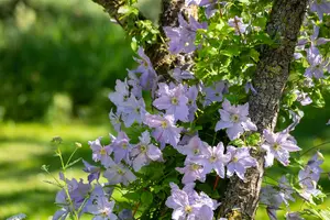 Clematis 'Proteus' - 2 Ltr pot