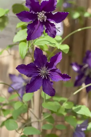 Clematis 'Rasputin' - 2 Ltr, single cane - image 2
