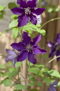 Clematis 'Rasputin' - 2 Ltr, single cane - image 2