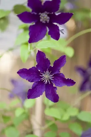 Clematis 'Rasputin' - 2 Ltr, single cane - image 3