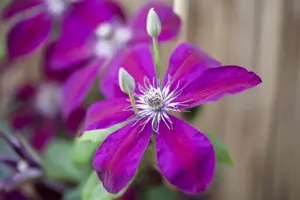 Clematis 'Red Pearl'