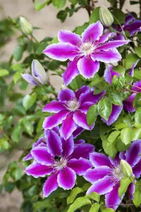 Clematis 'Rembrandt'? - 2 Ltr, single cane - image 5