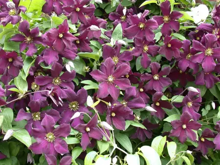 Clematis 'Romantika' - 2 Ltr, single cane - image 1