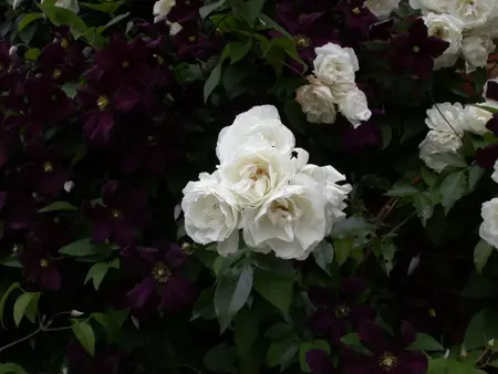 Clematis 'Romantika' - 2 Ltr, single cane - image 2