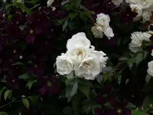 Clematis 'Romantika' - 2 Ltr, single cane - image 2