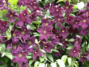 Clematis 'Romantika'