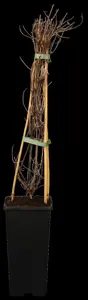 Clematis 'Rosalyn'  - 2 Ltr, single cane - image 1