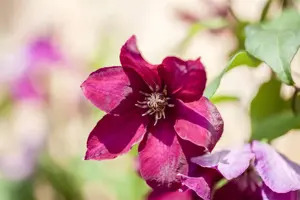 Clematis 'Rouge Cardinal' - C2, single cane (60 cm) - image 1