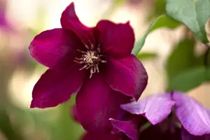 Clematis 'Rouge Cardinal' - C2, single cane (60 cm) - image 2