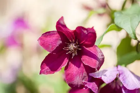 Clematis 'Rouge Cardinal' - 80-100 CM C2 CANED - image 1