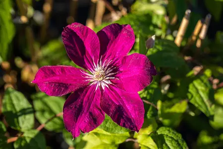 Clematis 'Rouge Cardinal' - 80-100 CM C2 CANED - image 5
